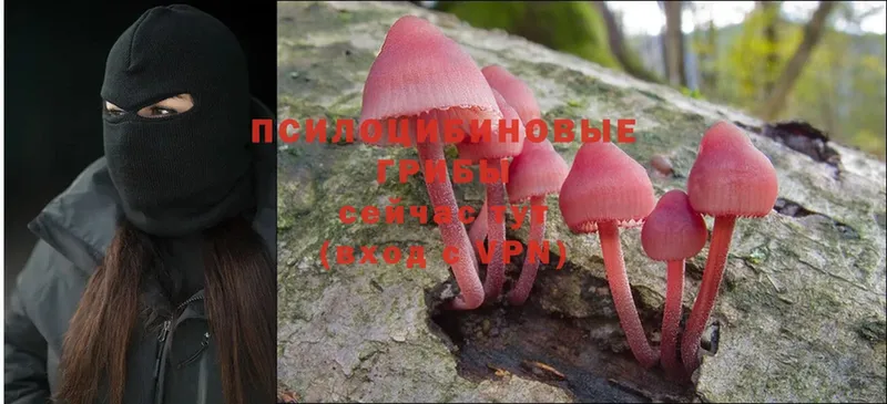 Галлюциногенные грибы Psilocybine cubensis  где можно купить наркотик  Грязовец 